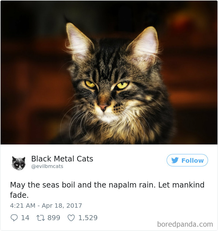Twitter Account Pairs Cat Pics With Metal Lyrics And It’s Just Perfect Twitter Account Pairs Cat Pics With Metal Lyrics And It’s Just Perfect