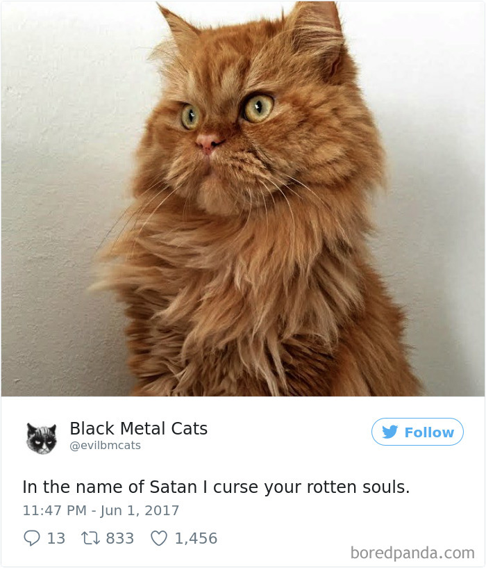 Twitter Account Pairs Cat Pics With Metal Lyrics And It’s Just Perfect Twitter Account Pairs Cat Pics With Metal Lyrics And It’s Just Perfect