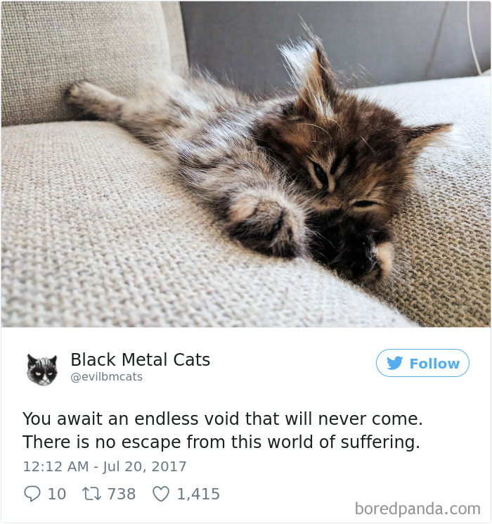 Twitter Account Pairs Cat Pics With Metal Lyrics And It’s Just Perfect Twitter Account Pairs Cat Pics With Metal Lyrics And It’s Just Perfect