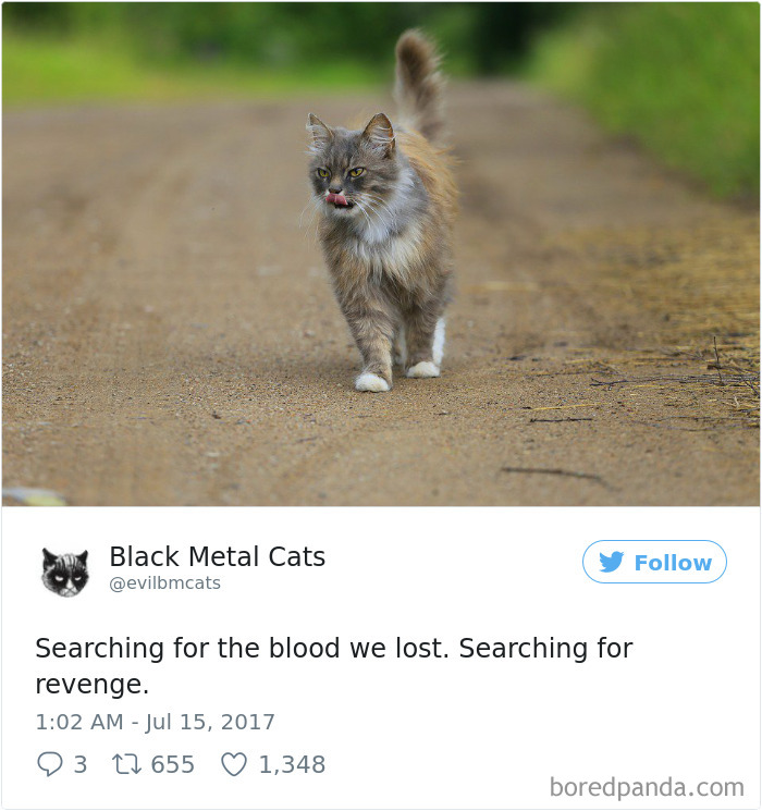 Twitter Account Pairs Cat Pics With Metal Lyrics And It’s Just Perfect Twitter Account Pairs Cat Pics With Metal Lyrics And It’s Just Perfect