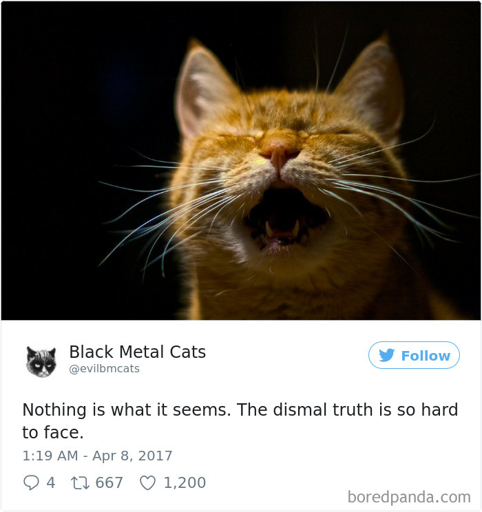 Twitter Account Pairs Cat Pics With Metal Lyrics And It’s Just Perfect Twitter Account Pairs Cat Pics With Metal Lyrics And It’s Just Perfect