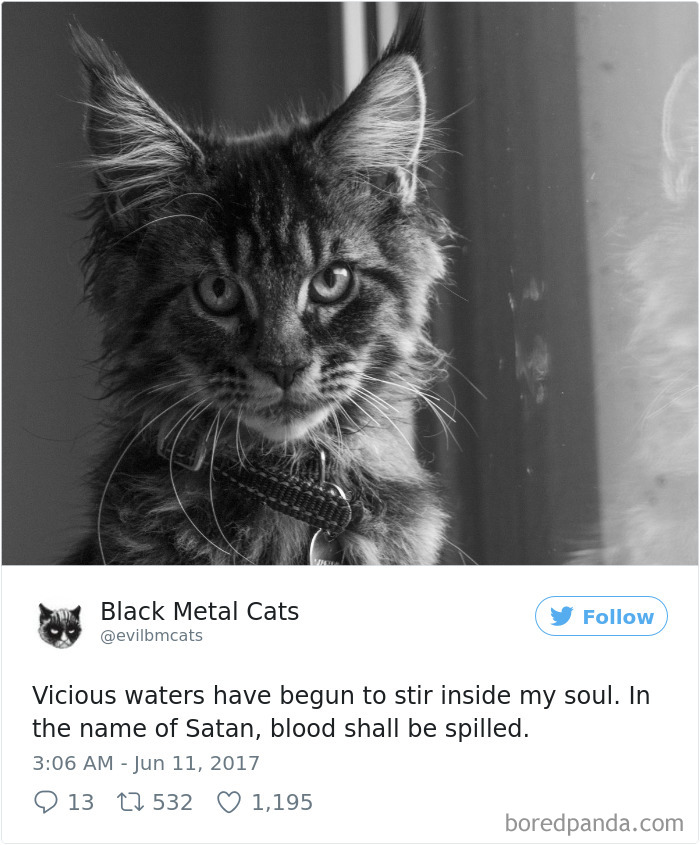 Twitter Account Pairs Cat Pics With Metal Lyrics And It’s Just Perfect Twitter Account Pairs Cat Pics With Metal Lyrics And It’s Just Perfect