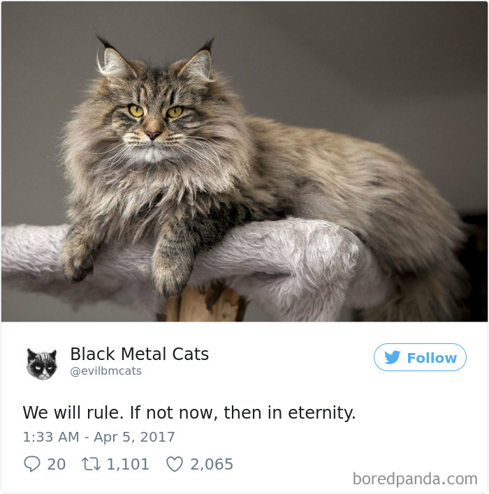 Twitter Account Pairs Cat Pics With Metal Lyrics And It’s Just Perfect Twitter Account Pairs Cat Pics With Metal Lyrics And It’s Just Perfect