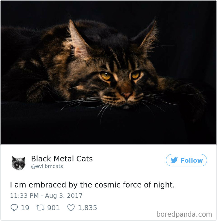 Twitter Account Pairs Cat Pics With Metal Lyrics And It’s Just Perfect Twitter Account Pairs Cat Pics With Metal Lyrics And It’s Just Perfect