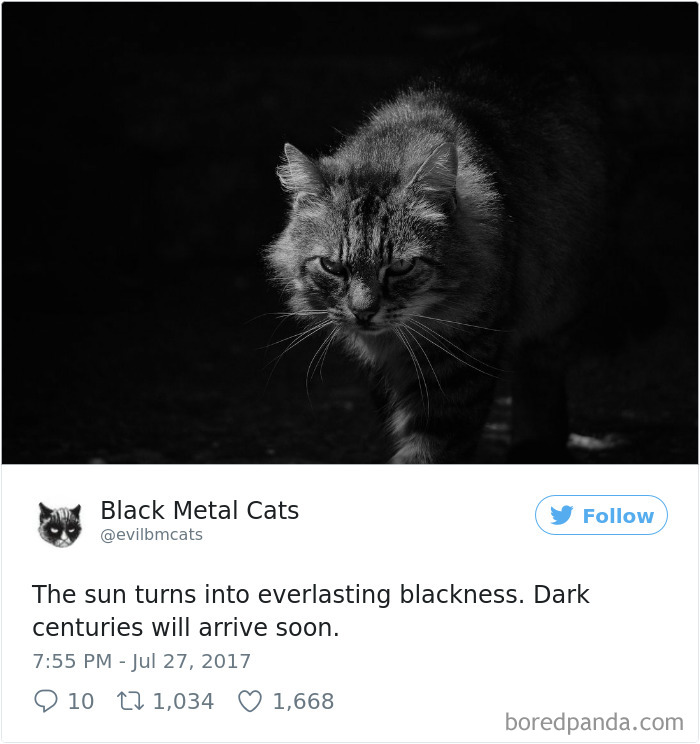 Twitter Account Pairs Cat Pics With Metal Lyrics And It’s Just Perfect Twitter Account Pairs Cat Pics With Metal Lyrics And It’s Just Perfect