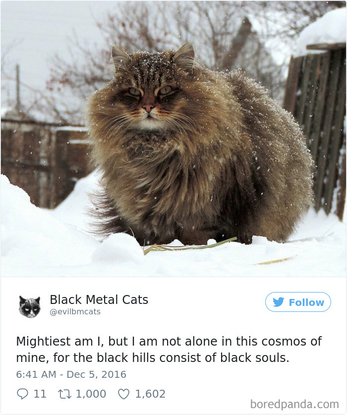 Twitter Account Pairs Cat Pics With Metal Lyrics And It’s Just Perfect Twitter Account Pairs Cat Pics With Metal Lyrics And It’s Just Perfect