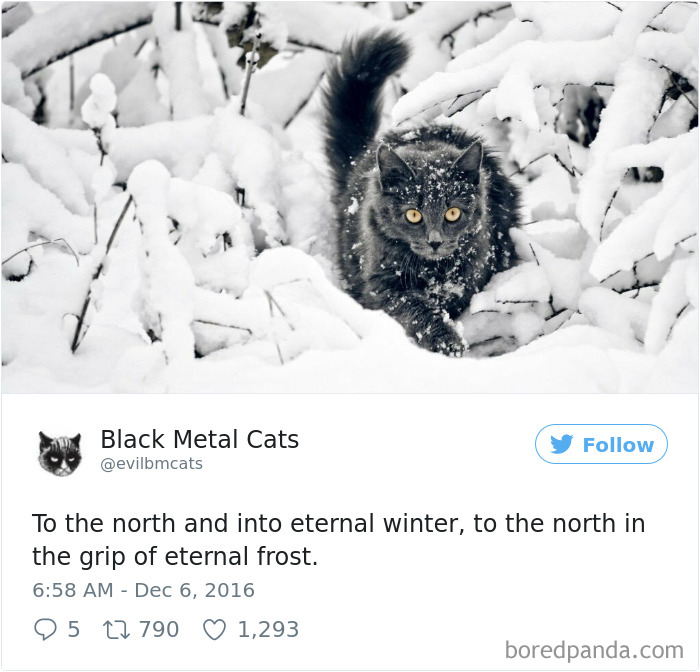 Twitter Account Pairs Cat Pics With Metal Lyrics And It’s Just Perfect Twitter Account Pairs Cat Pics With Metal Lyrics And It’s Just Perfect