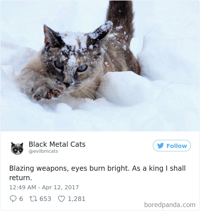 Twitter Account Pairs Cat Pics With Metal Lyrics And It’s Just Perfect Twitter Account Pairs Cat Pics With Metal Lyrics And It’s Just Perfect