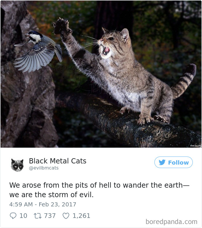 Twitter Account Pairs Cat Pics With Metal Lyrics And It’s Just Perfect Twitter Account Pairs Cat Pics With Metal Lyrics And It’s Just Perfect