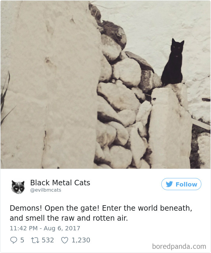 Twitter Account Pairs Cat Pics With Metal Lyrics And It’s Just Perfect Twitter Account Pairs Cat Pics With Metal Lyrics And It’s Just Perfect