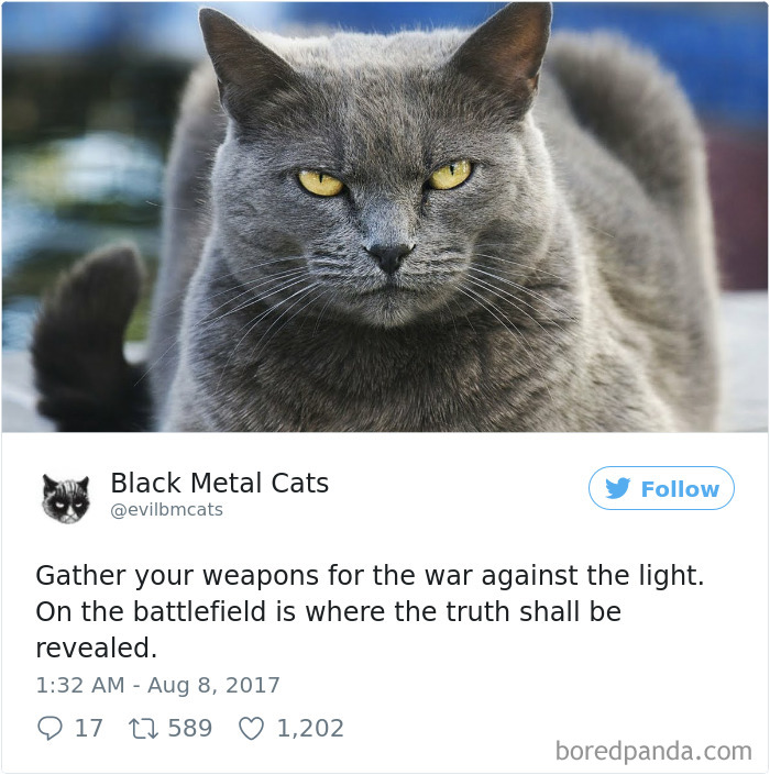 Twitter Account Pairs Cat Pics With Metal Lyrics And It’s Just Perfect Twitter Account Pairs Cat Pics With Metal Lyrics And It’s Just Perfect