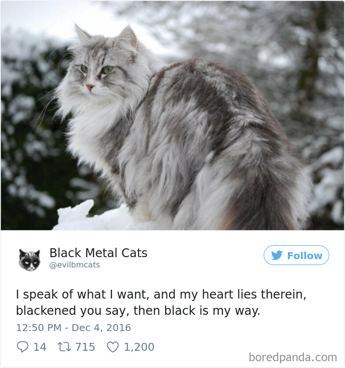 Twitter Account Pairs Cat Pics With Metal Lyrics And It’s Just Perfect Twitter Account Pairs Cat Pics With Metal Lyrics And It’s Just Perfect