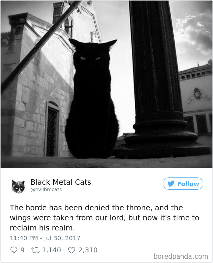 Twitter Account Pairs Cat Pics With Metal Lyrics And It’s Just Perfect Twitter Account Pairs Cat Pics With Metal Lyrics And It’s Just Perfect
