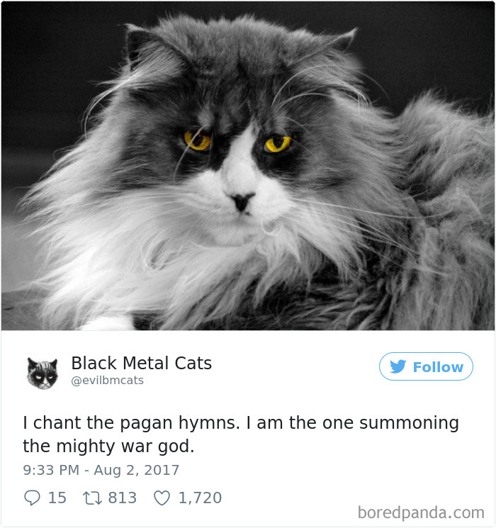 Twitter Account Pairs Cat Pics With Metal Lyrics And It’s Just Perfect Twitter Account Pairs Cat Pics With Metal Lyrics And It’s Just Perfect