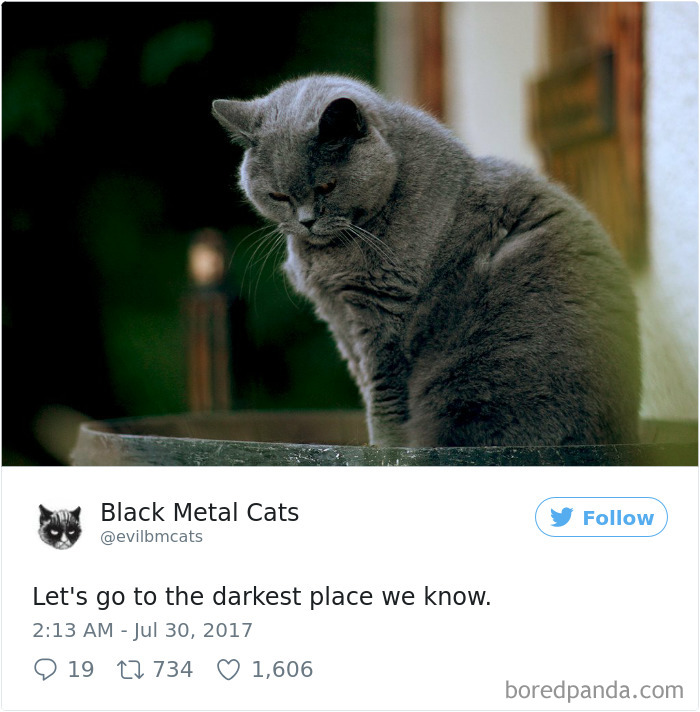 Twitter Account Pairs Cat Pics With Metal Lyrics And It’s Just Perfect Twitter Account Pairs Cat Pics With Metal Lyrics And It’s Just Perfect
