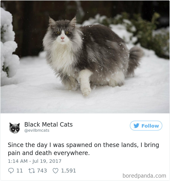 Twitter Account Pairs Cat Pics With Metal Lyrics And It’s Just Perfect Twitter Account Pairs Cat Pics With Metal Lyrics And It’s Just Perfect
