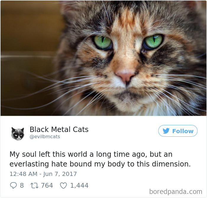 Twitter Account Pairs Cat Pics With Metal Lyrics And It’s Just Perfect Twitter Account Pairs Cat Pics With Metal Lyrics And It’s Just Perfect