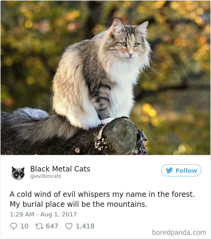 Twitter Account Pairs Cat Pics With Metal Lyrics And It’s Just Perfect Twitter Account Pairs Cat Pics With Metal Lyrics And It’s Just Perfect