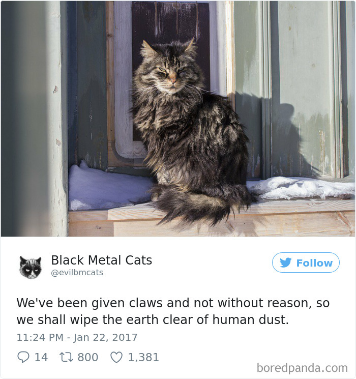 Twitter Account Pairs Cat Pics With Metal Lyrics And It’s Just Perfect Twitter Account Pairs Cat Pics With Metal Lyrics And It’s Just Perfect