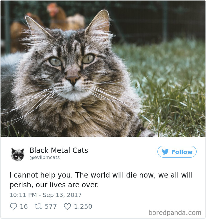 Twitter Account Pairs Cat Pics With Metal Lyrics And It’s Just Perfect Twitter Account Pairs Cat Pics With Metal Lyrics And It’s Just Perfect