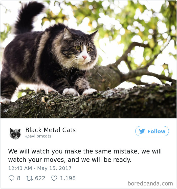 Twitter Account Pairs Cat Pics With Metal Lyrics And It’s Just Perfect Twitter Account Pairs Cat Pics With Metal Lyrics And It’s Just Perfect