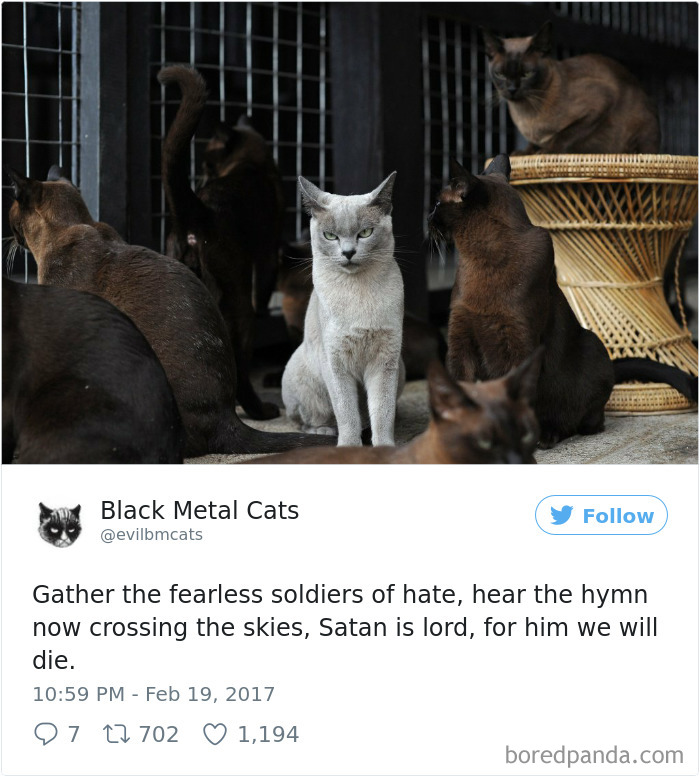 Twitter Account Pairs Cat Pics With Metal Lyrics And It’s Just Perfect Twitter Account Pairs Cat Pics With Metal Lyrics And It’s Just Perfect