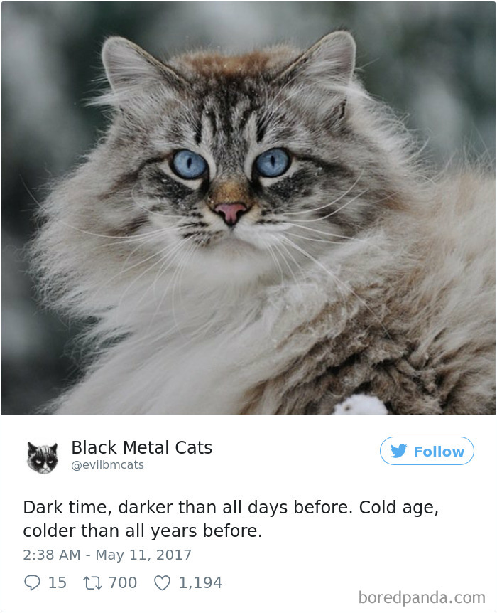 Twitter Account Pairs Cat Pics With Metal Lyrics And It’s Just Perfect Twitter Account Pairs Cat Pics With Metal Lyrics And It’s Just Perfect