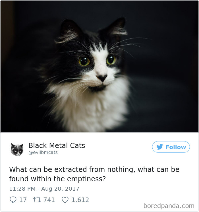 Twitter Account Pairs Cat Pics With Metal Lyrics And It’s Just Perfect Twitter Account Pairs Cat Pics With Metal Lyrics And It’s Just Perfect