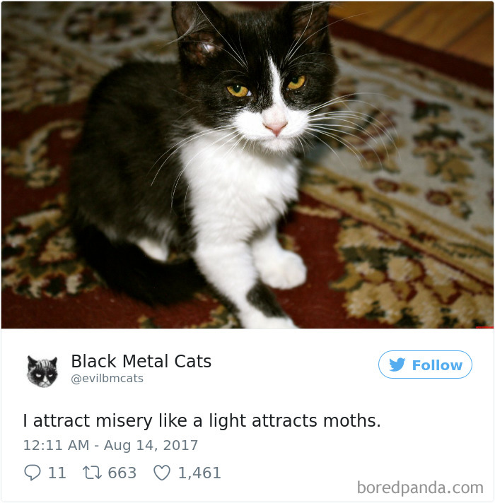 Twitter Account Pairs Cat Pics With Metal Lyrics And It’s Just Perfect Twitter Account Pairs Cat Pics With Metal Lyrics And It’s Just Perfect