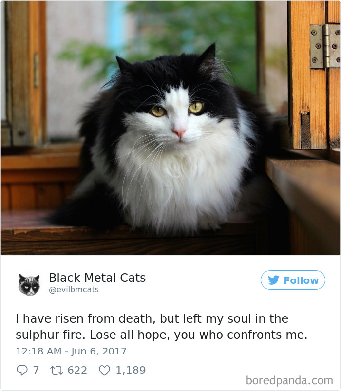 Twitter Account Pairs Cat Pics With Metal Lyrics And It’s Just Perfect Twitter Account Pairs Cat Pics With Metal Lyrics And It’s Just Perfect