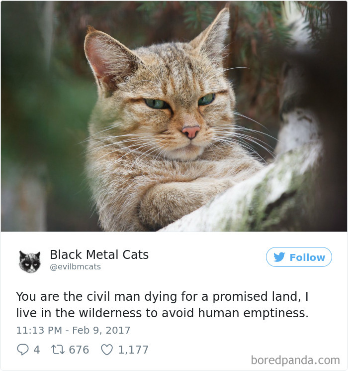 Twitter Account Pairs Cat Pics With Metal Lyrics And It’s Just Perfect Twitter Account Pairs Cat Pics With Metal Lyrics And It’s Just Perfect