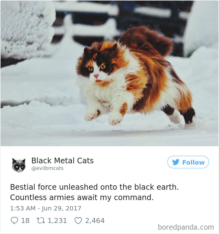 Twitter Account Pairs Cat Pics With Metal Lyrics And It’s Just Perfect Twitter Account Pairs Cat Pics With Metal Lyrics And It’s Just Perfect
