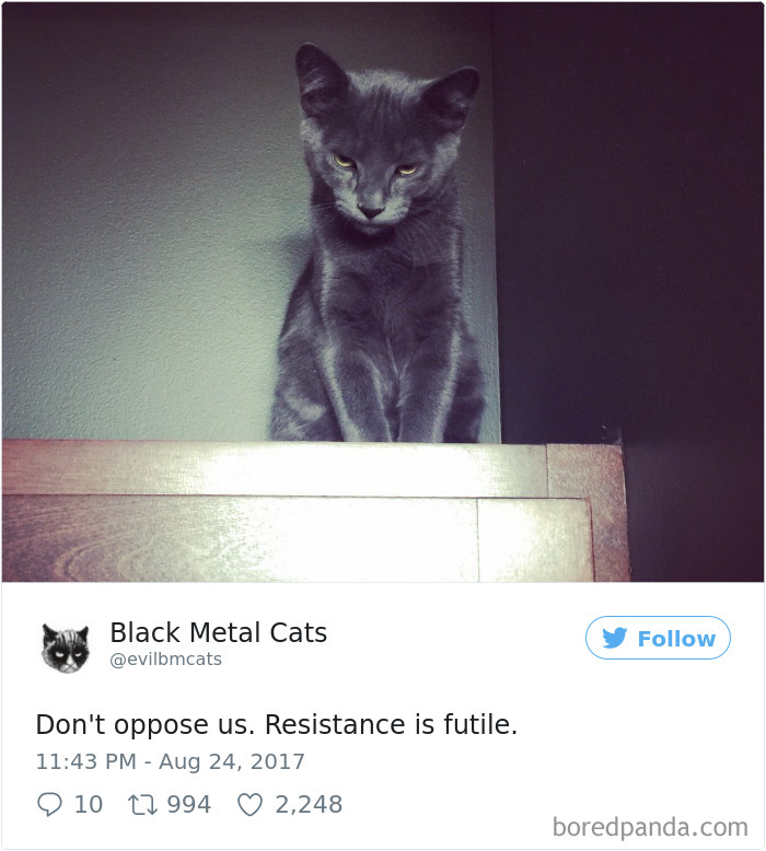Twitter Account Pairs Cat Pics With Metal Lyrics And It’s Just Perfect Twitter Account Pairs Cat Pics With Metal Lyrics And It’s Just Perfect