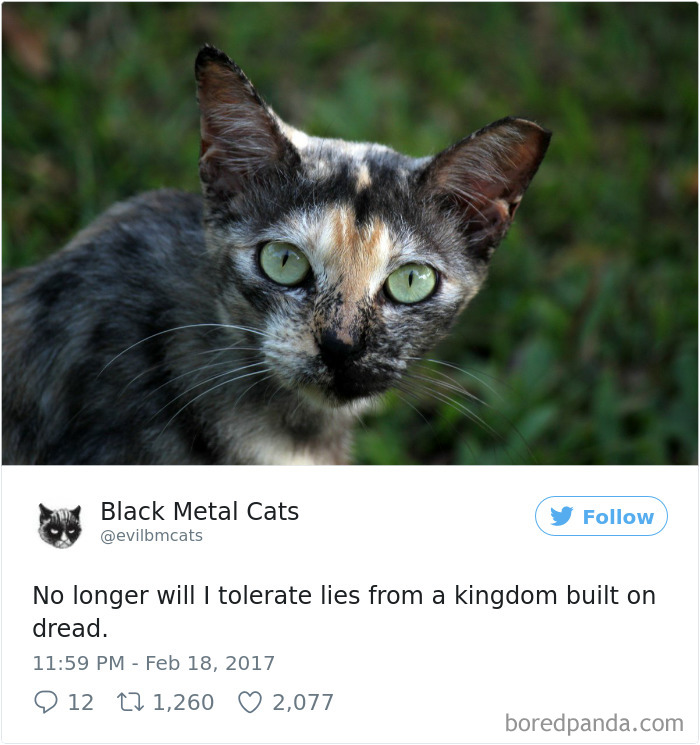 Twitter Account Pairs Cat Pics With Metal Lyrics And It’s Just Perfect Twitter Account Pairs Cat Pics With Metal Lyrics And It’s Just Perfect
