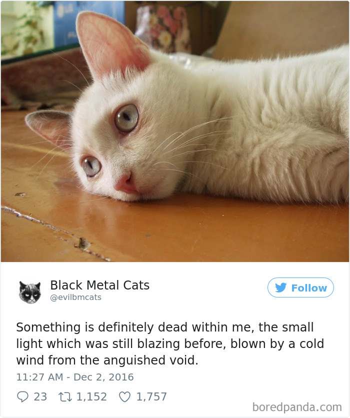 Twitter Account Pairs Cat Pics With Metal Lyrics And It’s Just Perfect Twitter Account Pairs Cat Pics With Metal Lyrics And It’s Just Perfect