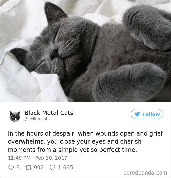 Twitter Account Pairs Cat Pics With Metal Lyrics And It’s Just Perfect Twitter Account Pairs Cat Pics With Metal Lyrics And It’s Just Perfect