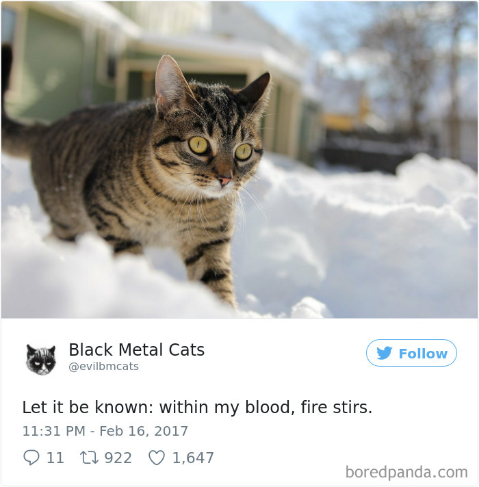Twitter Account Pairs Cat Pics With Metal Lyrics And It’s Just Perfect Twitter Account Pairs Cat Pics With Metal Lyrics And It’s Just Perfect
