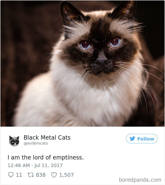 Twitter Account Pairs Cat Pics With Metal Lyrics And It’s Just Perfect Twitter Account Pairs Cat Pics With Metal Lyrics And It’s Just Perfect