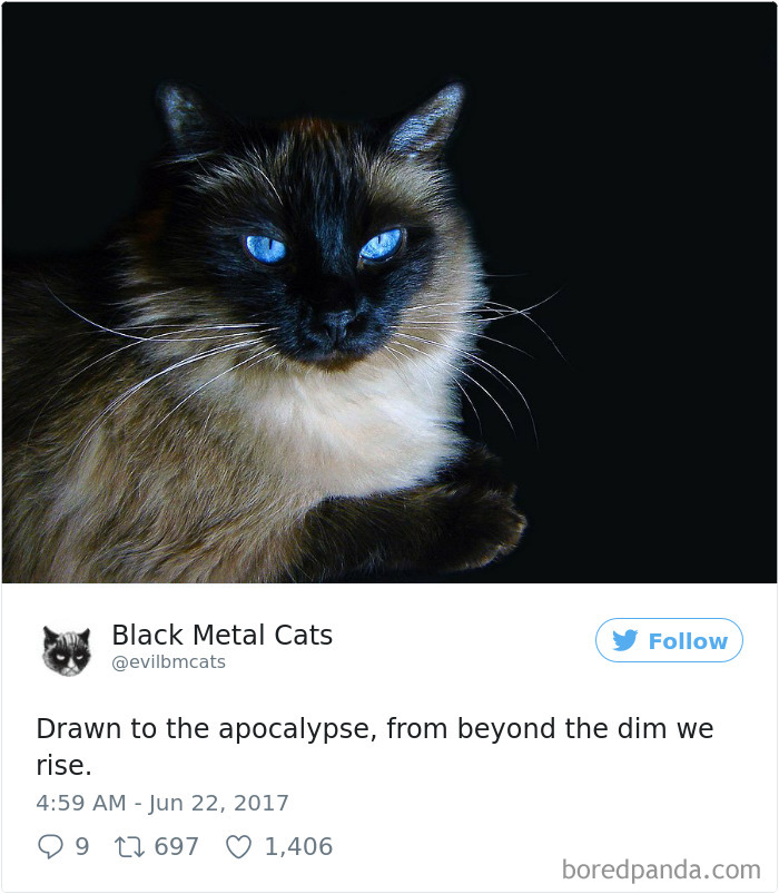 Twitter Account Pairs Cat Pics With Metal Lyrics And It’s Just Perfect Twitter Account Pairs Cat Pics With Metal Lyrics And It’s Just Perfect