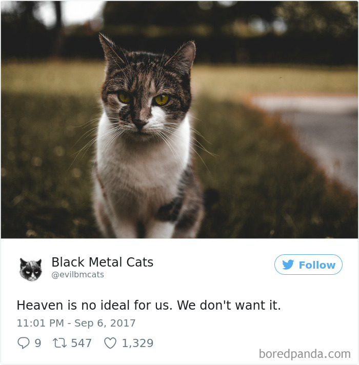 Twitter Account Pairs Cat Pics With Metal Lyrics And It’s Just Perfect Twitter Account Pairs Cat Pics With Metal Lyrics And It’s Just Perfect