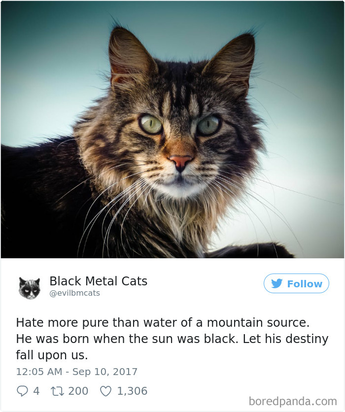 Twitter Account Pairs Cat Pics With Metal Lyrics And It’s Just Perfect Twitter Account Pairs Cat Pics With Metal Lyrics And It’s Just Perfect