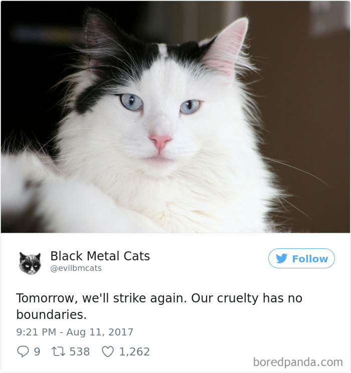 Twitter Account Pairs Cat Pics With Metal Lyrics And It’s Just Perfect Twitter Account Pairs Cat Pics With Metal Lyrics And It’s Just Perfect