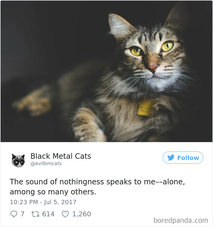 Twitter Account Pairs Cat Pics With Metal Lyrics And It’s Just Perfect Twitter Account Pairs Cat Pics With Metal Lyrics And It’s Just Perfect