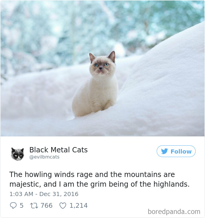 Twitter Account Pairs Cat Pics With Metal Lyrics And It’s Just Perfect Twitter Account Pairs Cat Pics With Metal Lyrics And It’s Just Perfect