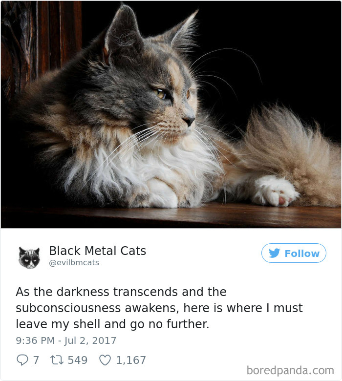 Twitter Account Pairs Cat Pics With Metal Lyrics And It’s Just Perfect Twitter Account Pairs Cat Pics With Metal Lyrics And It’s Just Perfect