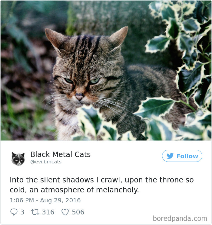 Twitter Account Pairs Cat Pics With Metal Lyrics And It’s Just Perfect Twitter Account Pairs Cat Pics With Metal Lyrics And It’s Just Perfect