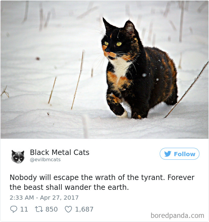 Twitter Account Pairs Cat Pics With Metal Lyrics And It’s Just Perfect Twitter Account Pairs Cat Pics With Metal Lyrics And It’s Just Perfect