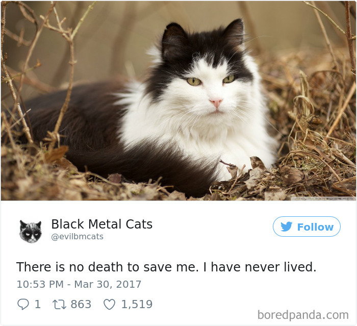 Twitter Account Pairs Cat Pics With Metal Lyrics And It’s Just Perfect Twitter Account Pairs Cat Pics With Metal Lyrics And It’s Just Perfect
