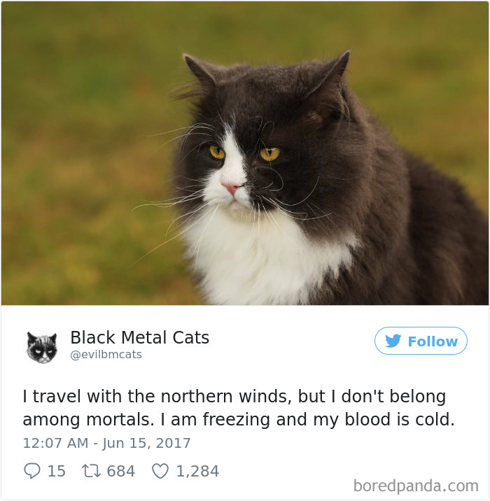 Twitter Account Pairs Cat Pics With Metal Lyrics And It’s Just Perfect Twitter Account Pairs Cat Pics With Metal Lyrics And It’s Just Perfect