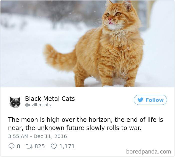 Twitter Account Pairs Cat Pics With Metal Lyrics And It’s Just Perfect Twitter Account Pairs Cat Pics With Metal Lyrics And It’s Just Perfect